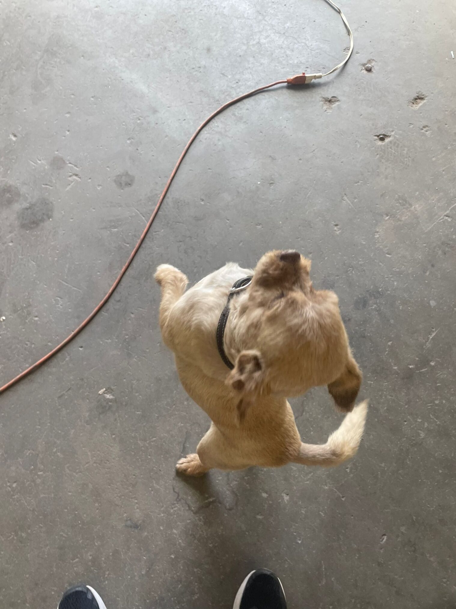 Elsie's of Moab, Jailhouse cafe Moab Utah., NGS Brand design